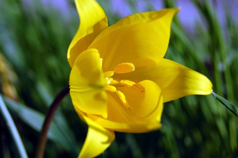 Fioritura di Tulipa sylvestris